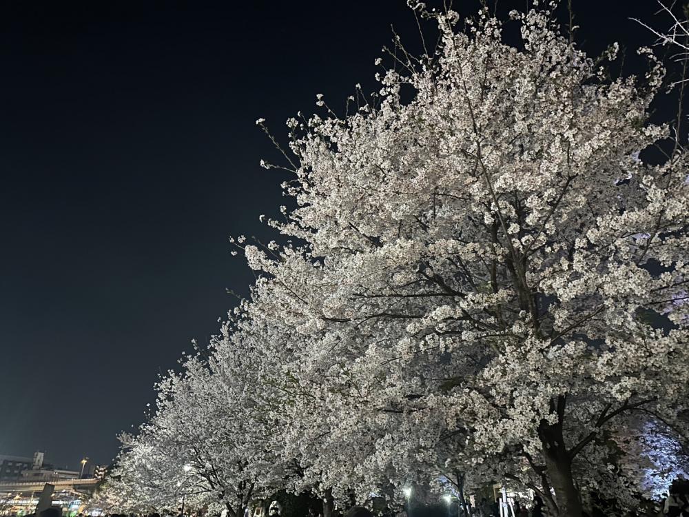 豊中市パーソナルトレーニングジムTHREEAGYM 桜が満開なので